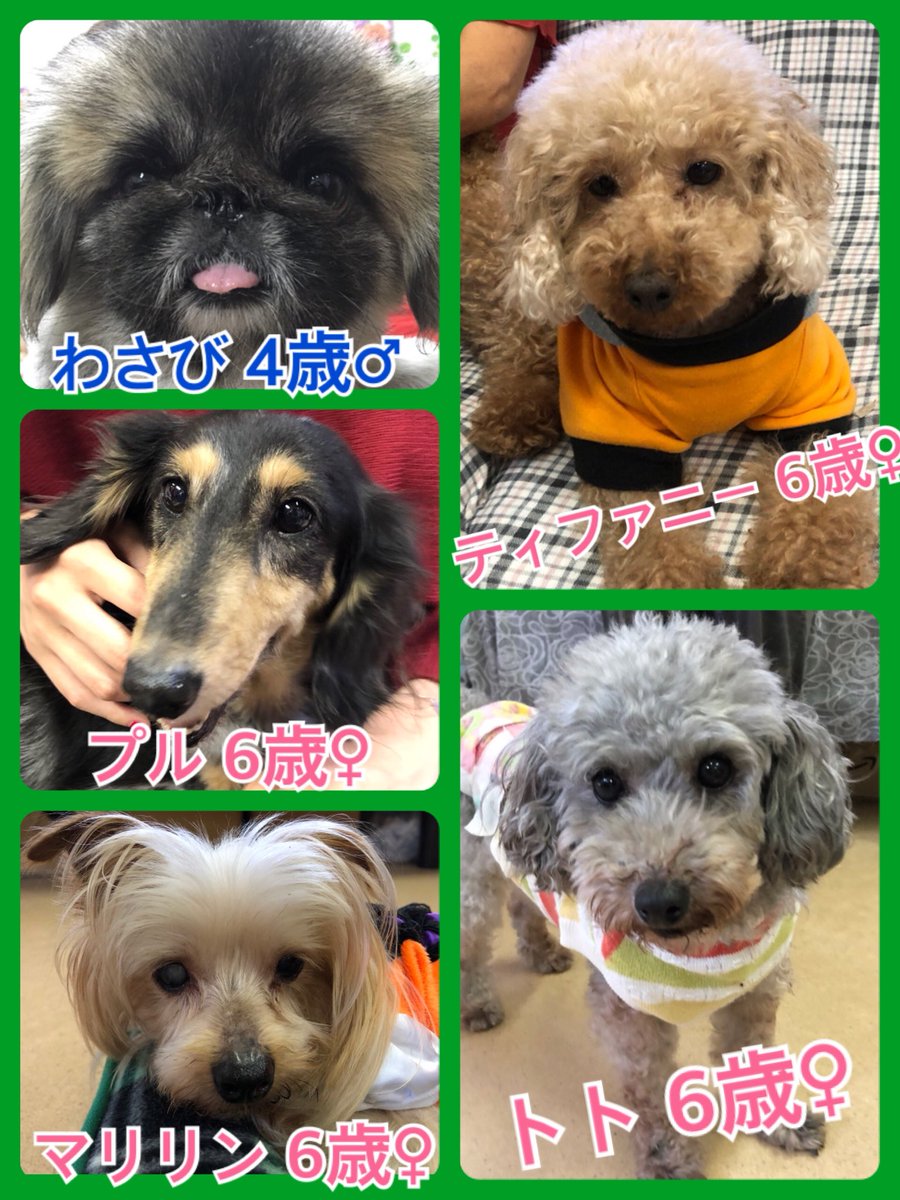 🐾今日の里親様募集中ワンコ🐶メンバーです🐾2018,10,1